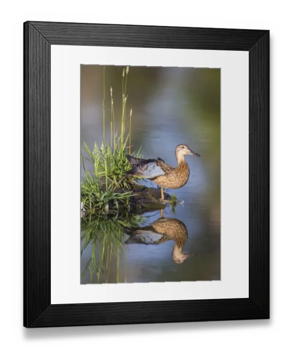Framed Print : USA, Wyoming, Sublette County. Female Cinnamon Teal stretches its wing on a small island in a pond