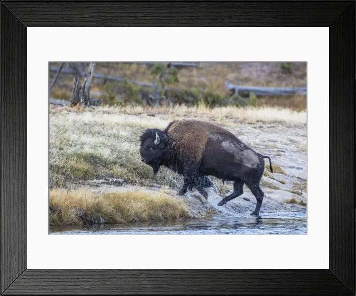 Framed Print : USA, Wyoming. Yellowstone National Park, bull bison crosses the Firehole River Framed Print : USA, Wyoming. Yellowstone National Park, bull bison crosses the Firehole River