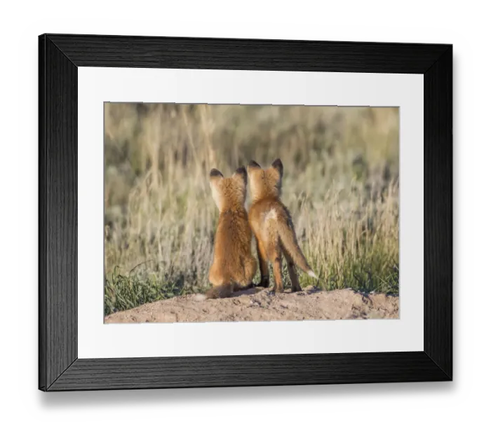 Framed Print : USA, Wyoming, Sublette County. Two young fox kits watch from their den for a parent