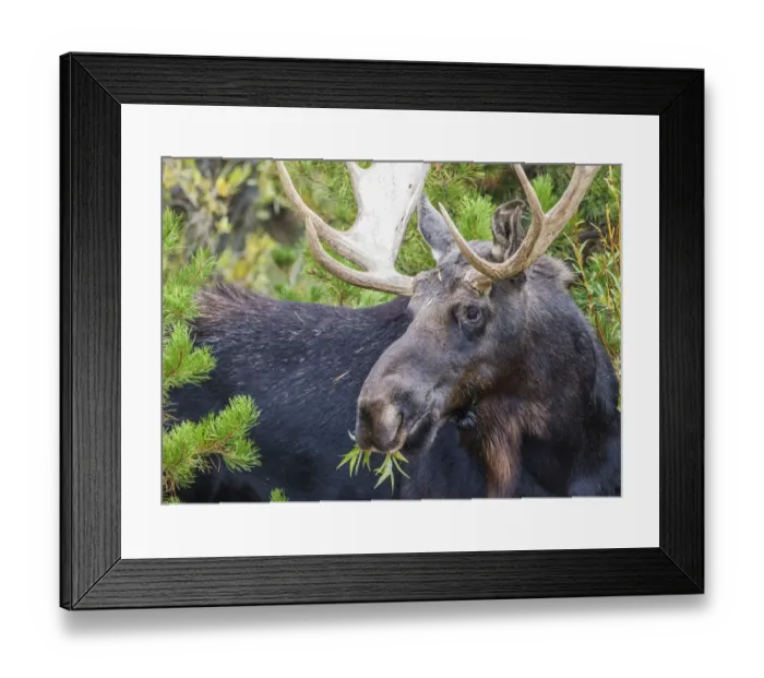 Framed Print : USA, Wyoming, Sublette County. Bull moose eats from a willow bush