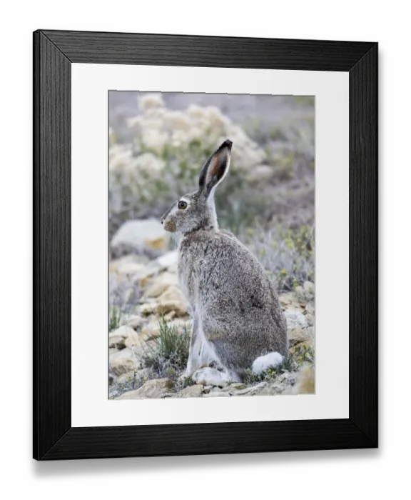 Framed Print : USA, Wyoming, Sublette County. White-tailed Jackrabbit sitting in a rocky habitat Framed Print : USA, Wyoming, Sublette County. White-tailed Jackrabbit sitting in a rocky habitat