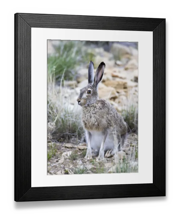 Framed Print : USA, Wyoming, Sublette County. White-tailed Jackrabbit sitting in a rocky habitat Framed Print : USA, Wyoming, Sublette County. White-tailed Jackrabbit sitting in a rocky habitat
