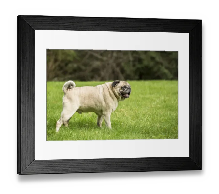 Framed Print : Redmond, Washington State, USA. Portrait of a fawn Pug. (PR) Framed Print : Redmond, Washington State, USA. Portrait of a fawn Pug. (PR)