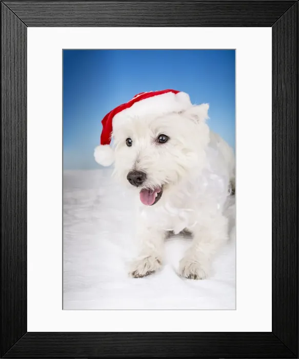 Framed Print : Portrait of a Westie wearing a Santa hat and beard. (PR)