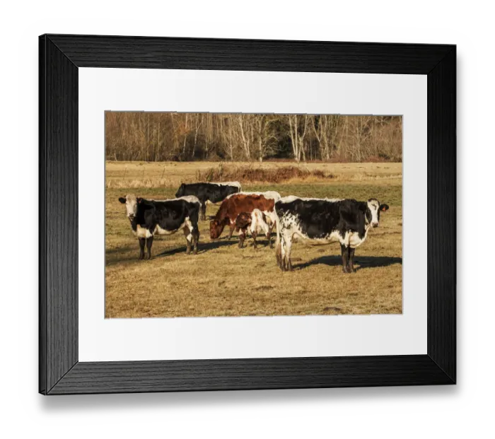 Framed Print : Issaquah, Washington State, USA. Pinzgauer beef cattle grazing in pasture Framed Print : Issaquah, Washington State, USA. Pinzgauer beef cattle grazing in pasture