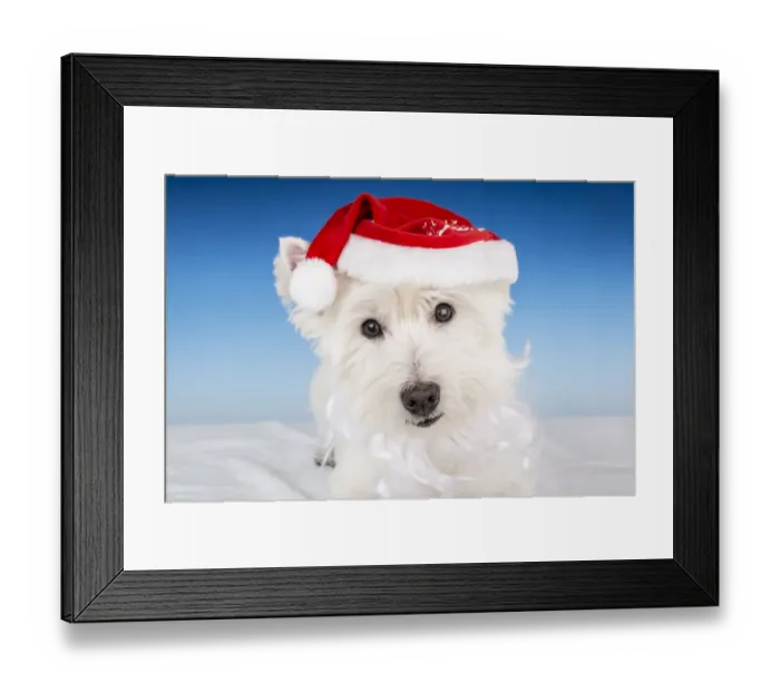 Framed Print : Portrait of a Westie wearing a Santa hat and beard. (PR) Framed Print : Portrait of a Westie wearing a Santa hat and beard. (PR)