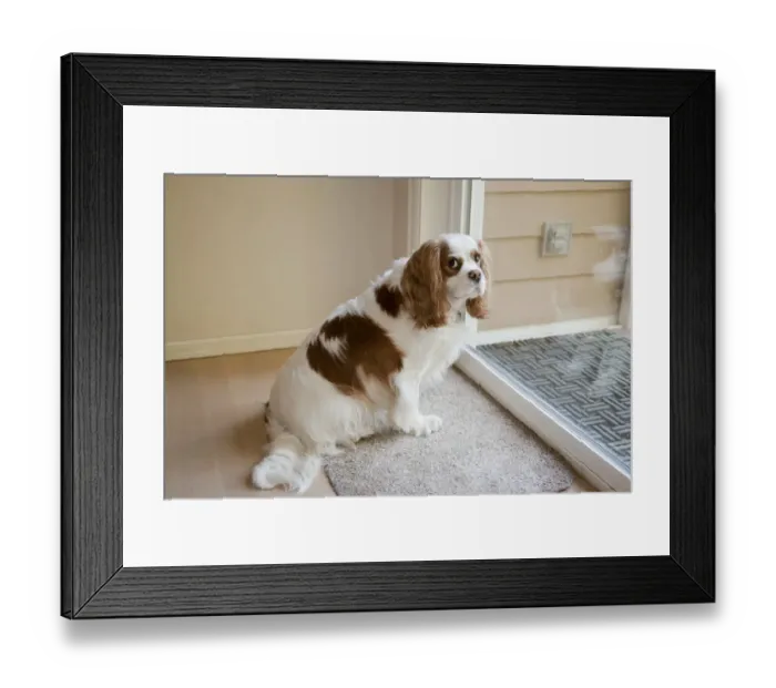 Framed Print : Mandy, a Cavalier King Charles Spaniel, waiting by a sliding glass door to be let out Framed Print : Mandy, a Cavalier King Charles Spaniel, waiting by a sliding glass door to be let out
