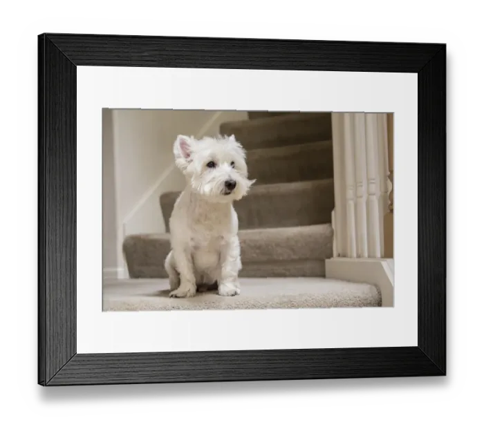 Framed Print : Westie sitting by the stairs. (PR) Framed Print : Westie sitting by the stairs. (PR)