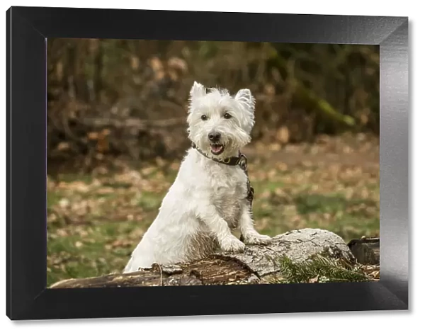 Issaquah, Washington State, USA. Westie posing outside as he is about to hop onto a log