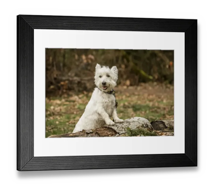 Framed Print : Issaquah, Washington State, USA. Westie posing outside as he is about to hop onto a log