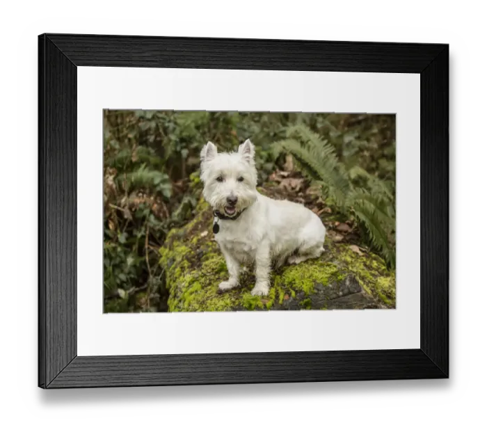 Framed Print : Issaquah, Washington State, USA. Westie posing outside as he sits on a large moss-covered Framed Print : Issaquah, Washington State, USA. Westie posing outside as he sits on a large moss-covered