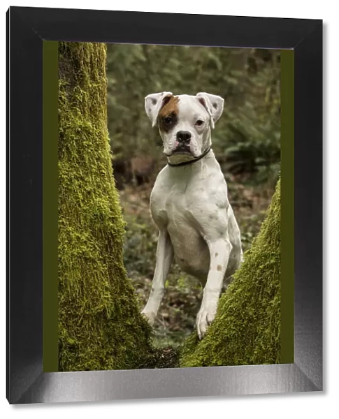 Issaquah, Washington State, USA. Boxer puppy looking through the split trunk of a