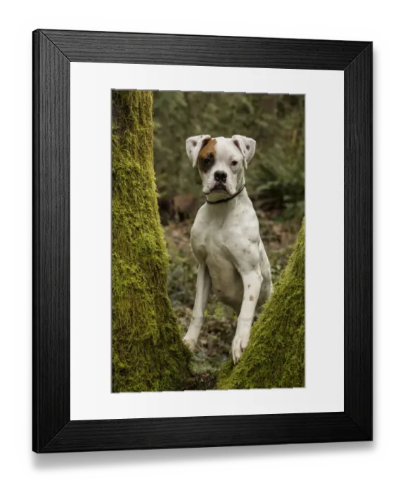 Framed Print : Issaquah, Washington State, USA. Boxer puppy looking through the split trunk of a