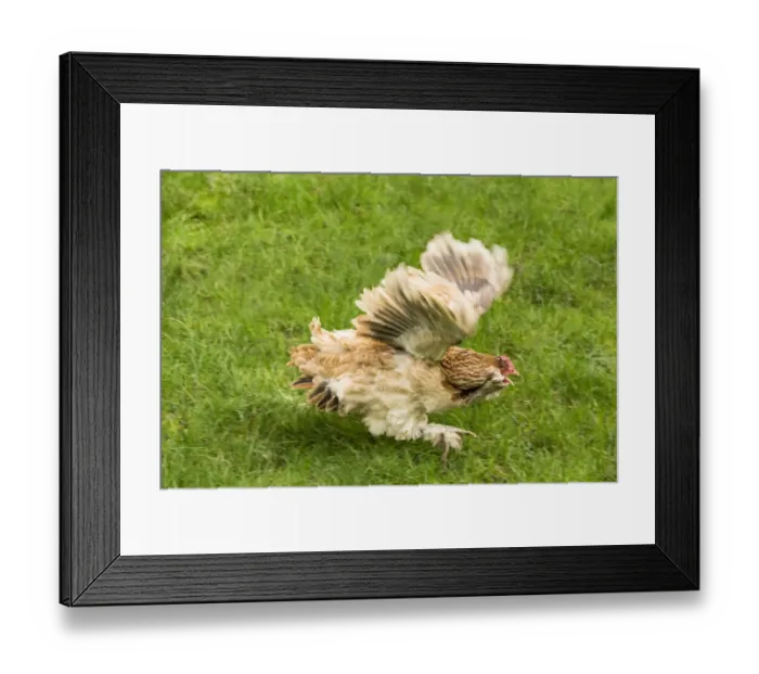 Framed Print : Issaquah, Washington State, USA. Salmon Faverolles chicken was fleeing for its life Framed Print : Issaquah, Washington State, USA. Salmon Faverolles chicken was fleeing for its life