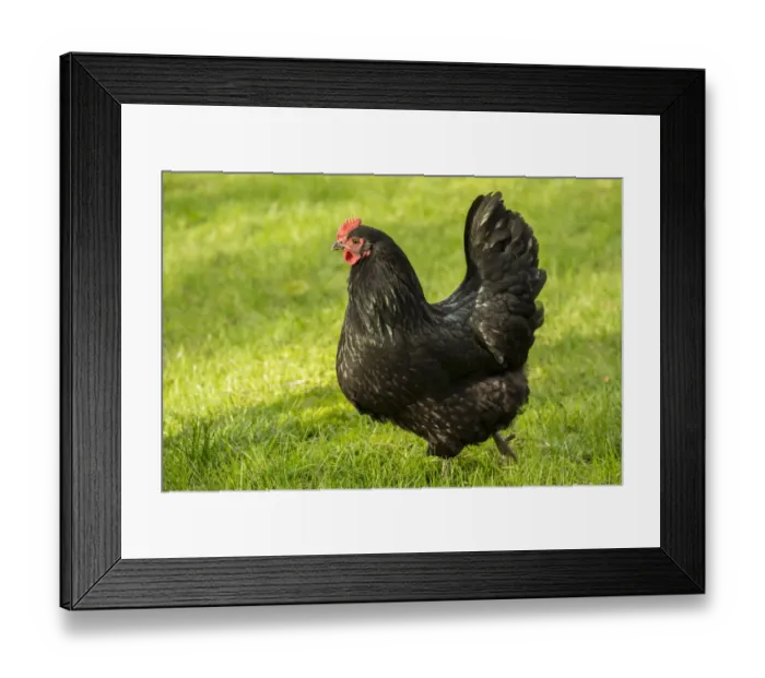 Framed Print : Issaquah, Washington State, USA. Free-ranging Black Australorp chicken. (PR)