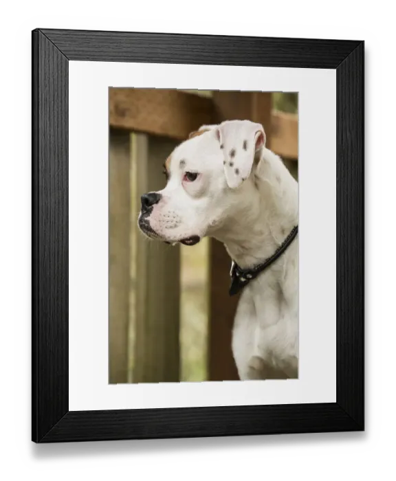 Framed Print : Issaquah, Washington State, USA. Boxer puppy standing in a backyard playground playset Framed Print : Issaquah, Washington State, USA. Boxer puppy standing in a backyard playground playset
