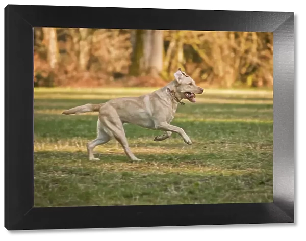 Issaquah, Washington State, USA. One year old American Yellow Labrador running in a park