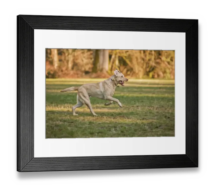 Framed Print : Issaquah, Washington State, USA. One year old American Yellow Labrador running in a park Framed Print : Issaquah, Washington State, USA. One year old American Yellow Labrador running in a park