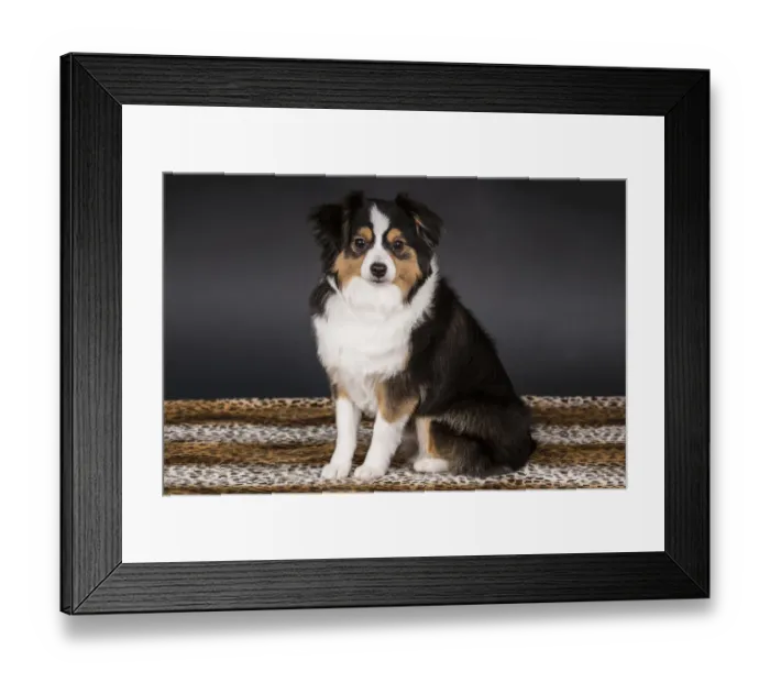 Framed Print : Miniature (or Toy) Australian Shepherd puppy in a studio setting. (PR) Framed Print : Miniature (or Toy) Australian Shepherd puppy in a studio setting. (PR)