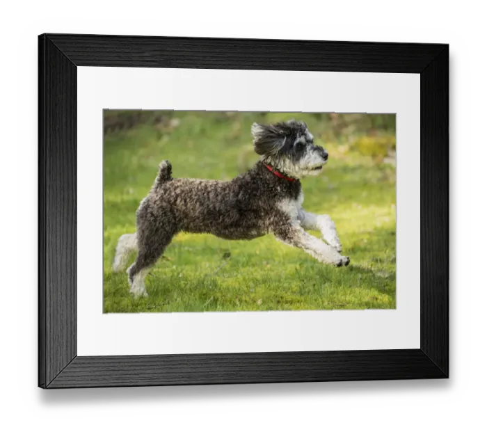 Framed Print : Issaquah, Washington State, USA. Schnoodle puppy enthusiastically running in his yard Framed Print : Issaquah, Washington State, USA. Schnoodle puppy enthusiastically running in his yard