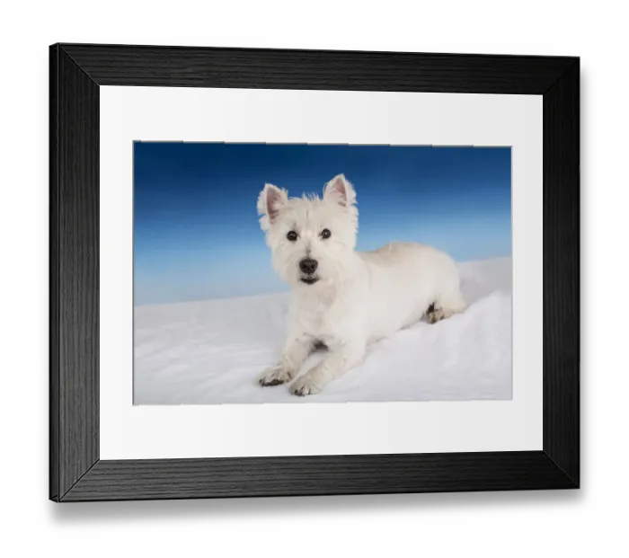 Framed Print : Portrait of a Westie in a studio setting. (PR) Framed Print : Portrait of a Westie in a studio setting. (PR)