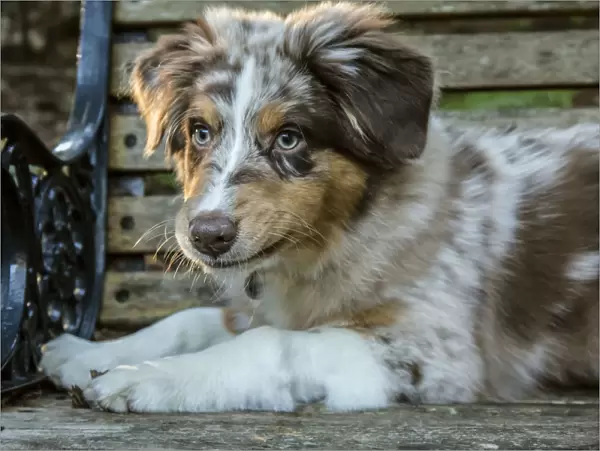 Issaquah, Washington State, USA. Four month old Red Merle Australian Shepherd puppy