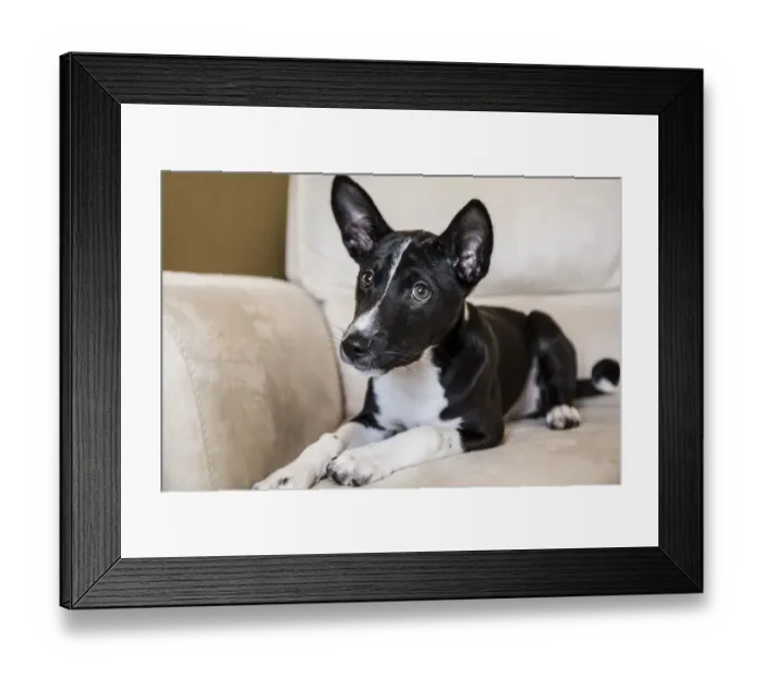 Framed Print : Three month old Basenji puppy reclining on a chair. (PR)