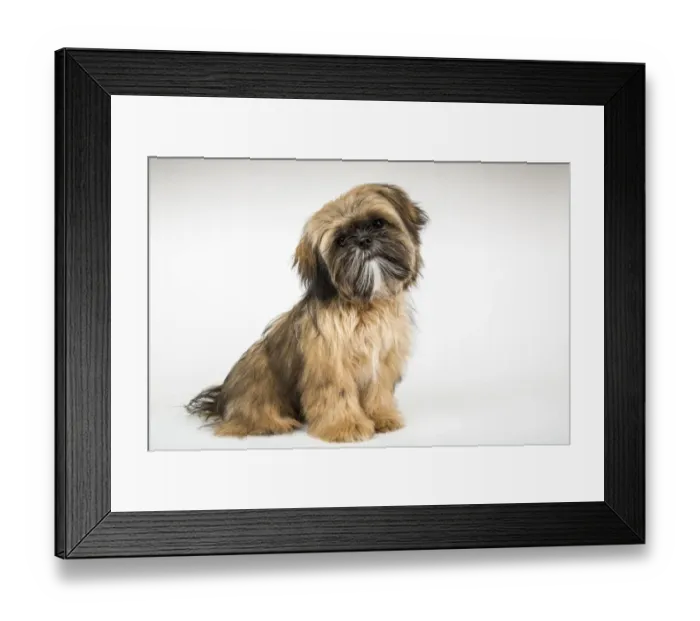 Framed Print : Five month old Shih Tzu puppy sitting in a studio setting. (PR)