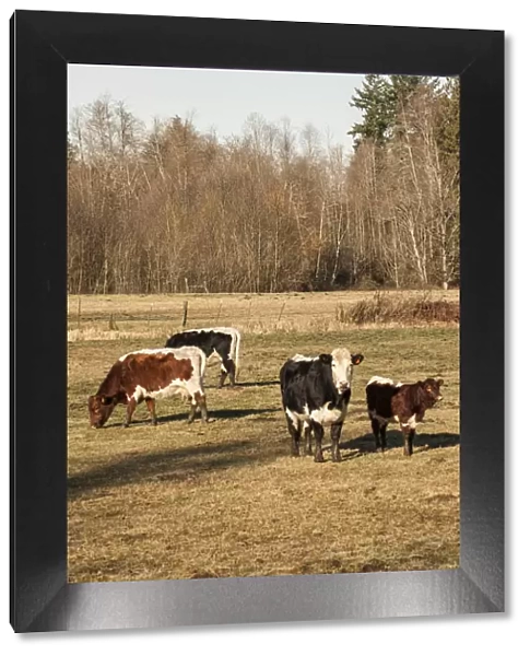 Issaquah, Washington State, USA. Pinzgauer beef cattle grazing in pasture