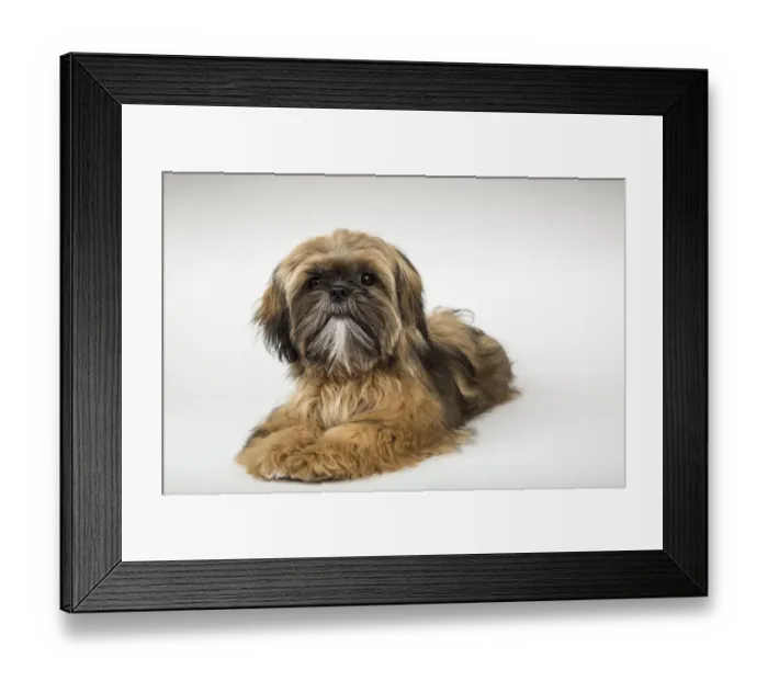 Framed Print : Five month old Shih Tzu puppy reclining in a studio setting. (PR) Framed Print : Five month old Shih Tzu puppy reclining in a studio setting. (PR)