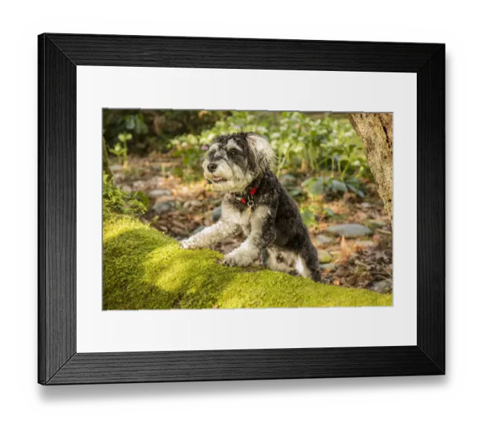Framed Print : Issaquah, Washington State, USA. Schnoodle puppy posing on a moss-covered fallen tree Framed Print : Issaquah, Washington State, USA. Schnoodle puppy posing on a moss-covered fallen tree