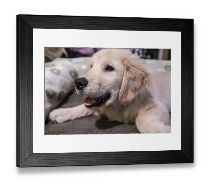 Framed Print : Portrait of four month old Golden Retriever puppy resting in his bed. (PR) Framed Print : Portrait of four month old Golden Retriever puppy resting in his bed. (PR)