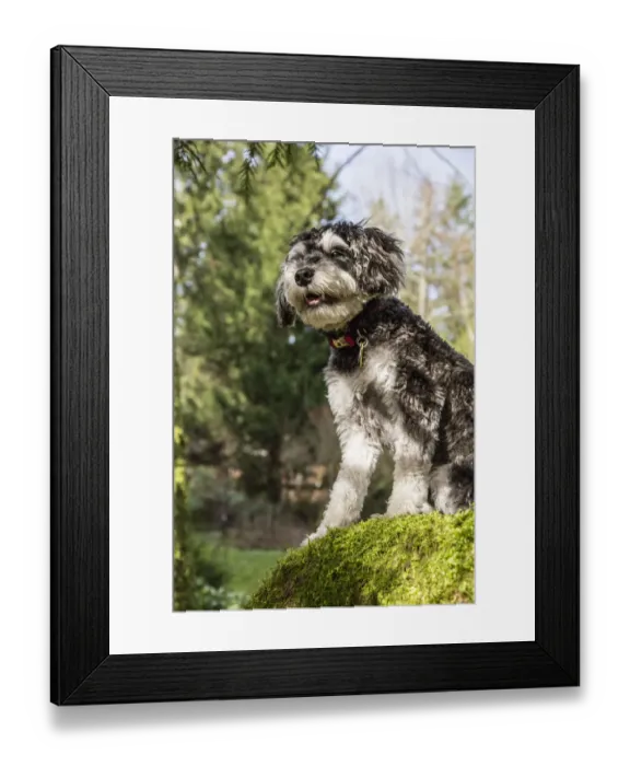 Framed Print : Issaquah, Washington State, USA. Schnoodle puppy standing on a large, moss-covered Framed Print : Issaquah, Washington State, USA. Schnoodle puppy standing on a large, moss-covered