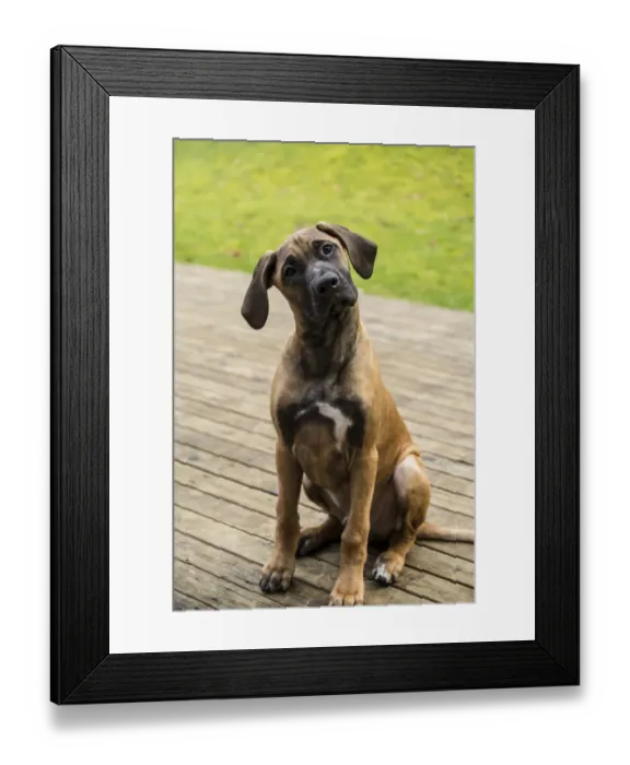 Framed Print : Issaquah, Washington State, USA. Four month old Rhodesian Ridgeback puppy sitting on a wooden deck Framed Print : Issaquah, Washington State, USA. Four month old Rhodesian Ridgeback puppy sitting on a wooden deck