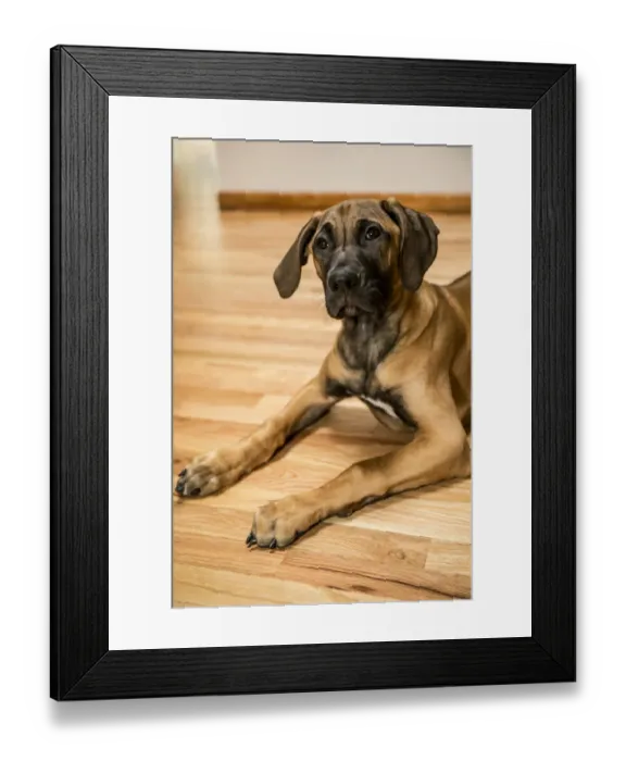 Framed Print : Four month old Rhodesian Ridgeback puppy reclining on a wooden floor. (PR) Framed Print : Four month old Rhodesian Ridgeback puppy reclining on a wooden floor. (PR)