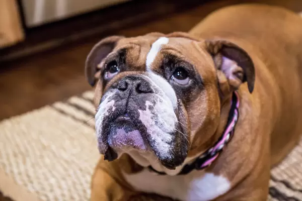 English Bulldog, on a down and stay command, hopeful for a treat
