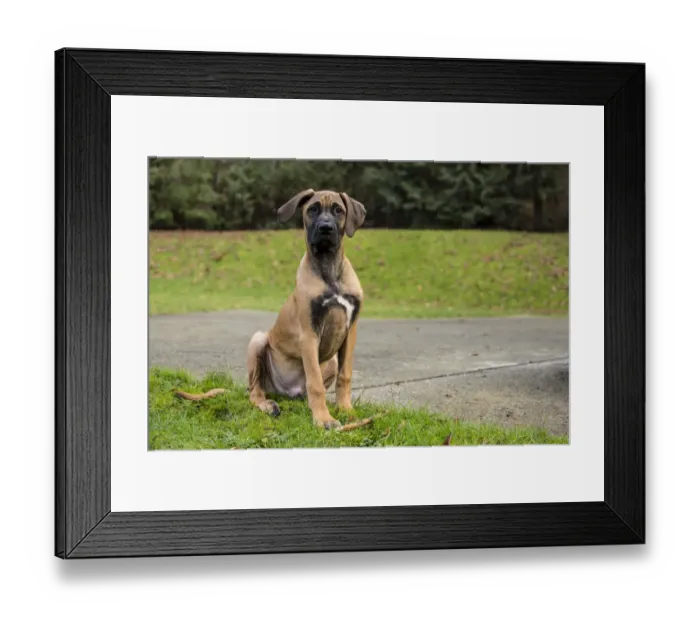 Framed Print : Issaquah, Washington State, USA. Four month old Rhodesian Ridgeback puppy sitting outside