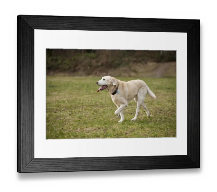 Framed Print : Issaquah, Washington State, USA. 13 year old American Yellow Labrador walking in a park