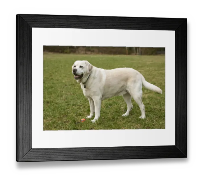 Framed Print : Issaquah, Washington State, USA. 6 year old English Yellow Labrador, Murphy, standing Framed Print : Issaquah, Washington State, USA. 6 year old English Yellow Labrador, Murphy, standing