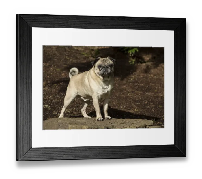 Framed Print : Redmond, Washington State, USA. Portrait of a fawn Pug. (PR)