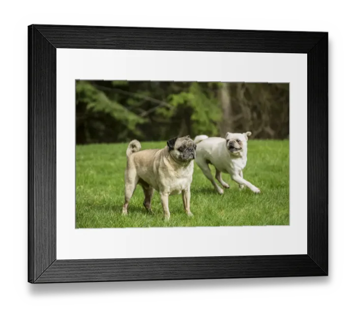 Framed Print : Redmond, Washington State, USA. Portrait of a white Pug, and a fawn Pug. (PR) Framed Print : Redmond, Washington State, USA. Portrait of a white Pug, and a fawn Pug. (PR)