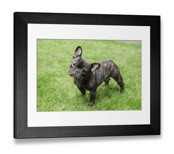 Framed Print : Redmond, Washington State, USA. Portrait of a French Bulldog. (PR) Framed Print : Redmond, Washington State, USA. Portrait of a French Bulldog. (PR)