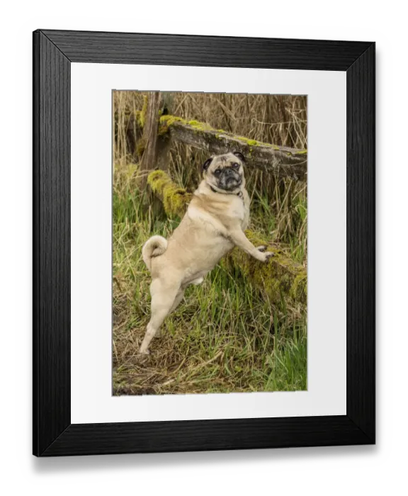 Framed Print : Redmond, Washington State, USA. Fawn-colored Pug, Buddy, posing by a moss-covered Framed Print : Redmond, Washington State, USA. Fawn-colored Pug, Buddy, posing by a moss-covered