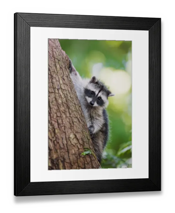 Framed Print : Issaquah, Washington State, USA. Juvenile raccoon climbing down a tree at its mothers calling Framed Print : Issaquah, Washington State, USA. Juvenile raccoon climbing down a tree at its mothers calling
