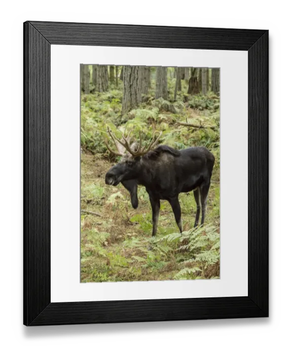 Framed Print : Eatonville, Washington State, USA. Bull moose in Northwest Trek Wildlife Park Framed Print : Eatonville, Washington State, USA. Bull moose in Northwest Trek Wildlife Park