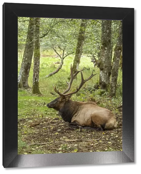 Eatonville, Washington State, USA. American elk bull resting in Northwest Trek Wildlife Park