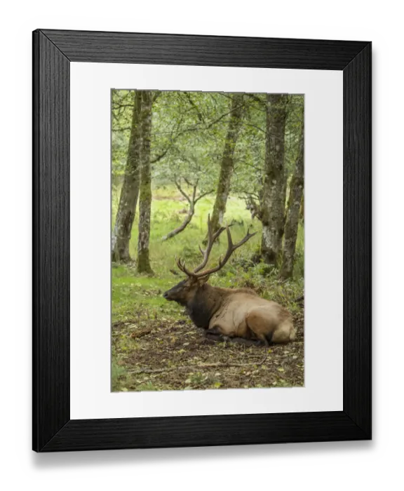 Framed Print : Eatonville, Washington State, USA. American elk bull resting in Northwest Trek Wildlife Park Framed Print : Eatonville, Washington State, USA. American elk bull resting in Northwest Trek Wildlife Park