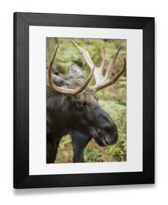 Framed Print : Eatonville, Washington State, USA. Bull moose portrait in Northwest Trek Wildlife Park Framed Print : Eatonville, Washington State, USA. Bull moose portrait in Northwest Trek Wildlife Park
