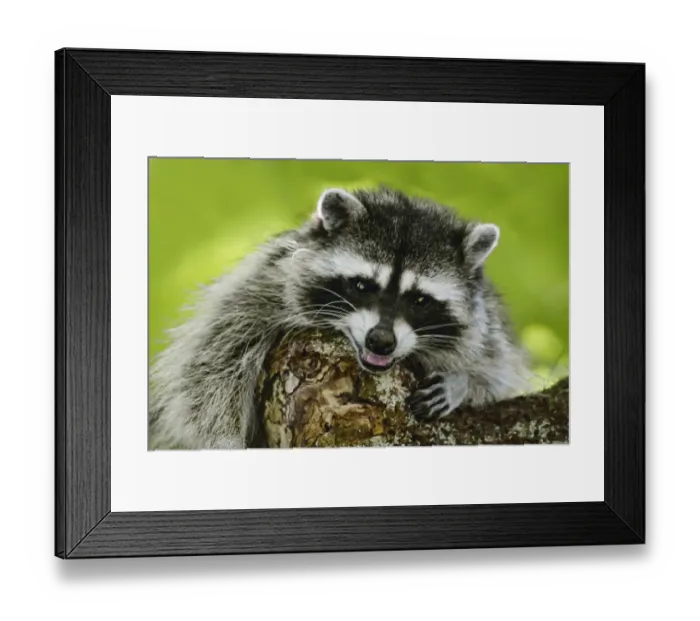 Framed Print : Issaquah, Washington State, USA. Wild mother raccoon growling in a tree, protecting Framed Print : Issaquah, Washington State, USA. Wild mother raccoon growling in a tree, protecting