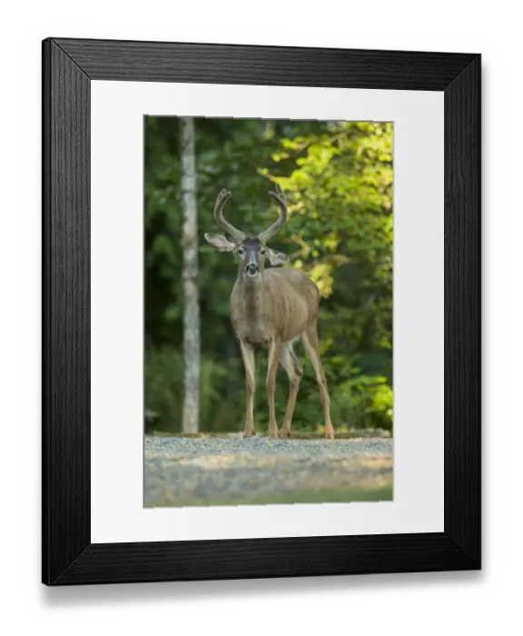 Framed Print : San Juan Island, Washington State, USA. Mule deer buck (Odocoileus hemionus) standing